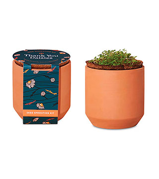 BLK25-100899-236 - Modern Sprout Tiny Terracotta Grow Kit Thank You Daisies